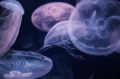 Jellyfish Collagen