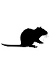 Radio-immunoessais (RIA) - Rat
