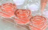 Tests d'efficacité in vitro