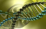 ADN Génomique (extraits de tissus et de cellules)