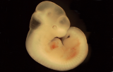 Embryons congelés