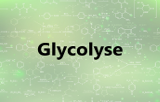 Kits de dosage - Glycolyse