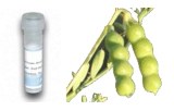 Lectine Vicia ervilia (VEA)