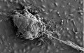 Società francese di biologia della matrice extracellulare (SFBMEc)