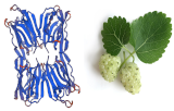 Morus Alba Lectin (White mulberry) (MLL)