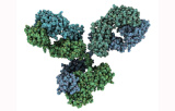 SARS-CoV-2 - Primary antibodies for research and development