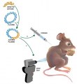 Custom service : Mouse polyclonals production after genetic immunization
